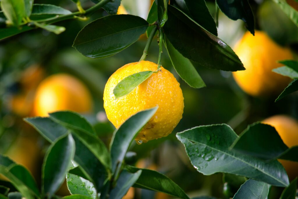 a lemon from a tree